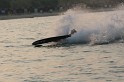 Water Ski 29-04-08 - 67